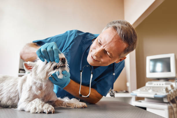 Best Same-Day Emergency Dental Services in Beeville, TX